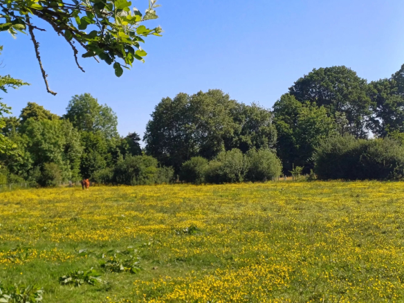 Champ avec des fleurs jaunes et des arbres, Parc Naturel Régional du Perche.