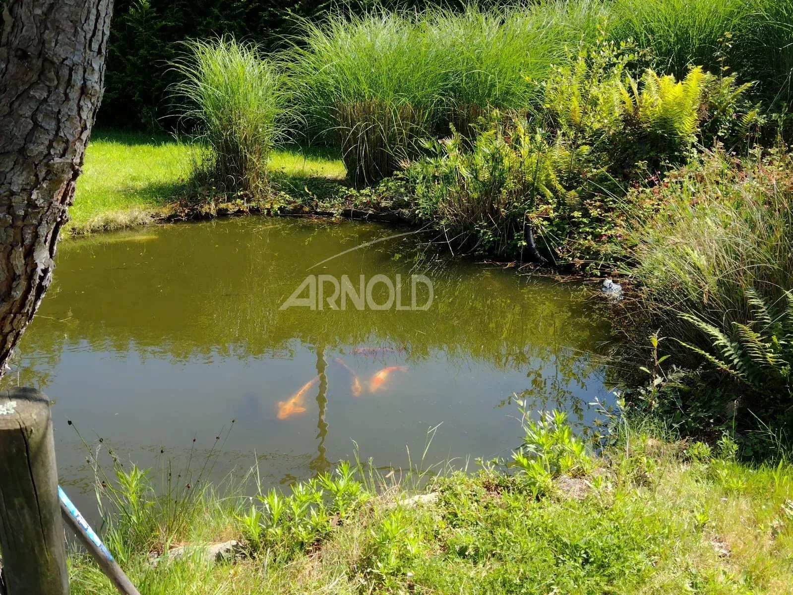 Garden pond with orange koi fish swimming among tall grass and surrounding greenery.