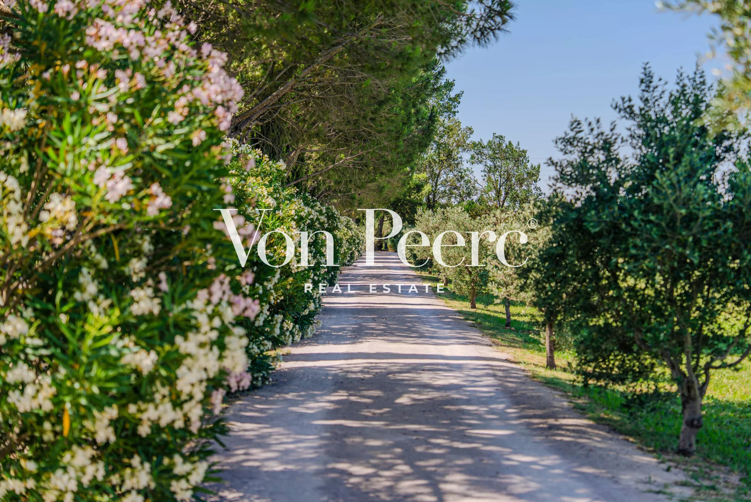 Allée bordée de végétation menant à un mas provençal rénové à Arles.