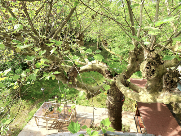 Overhead view of a large tree with green leaves over a backyard patio containing a glass-top dining table and chairs.