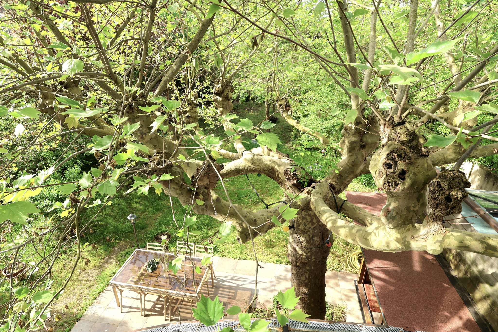 Overhead view of a large tree with green leaves over a backyard patio containing a glass-top dining table and chairs.