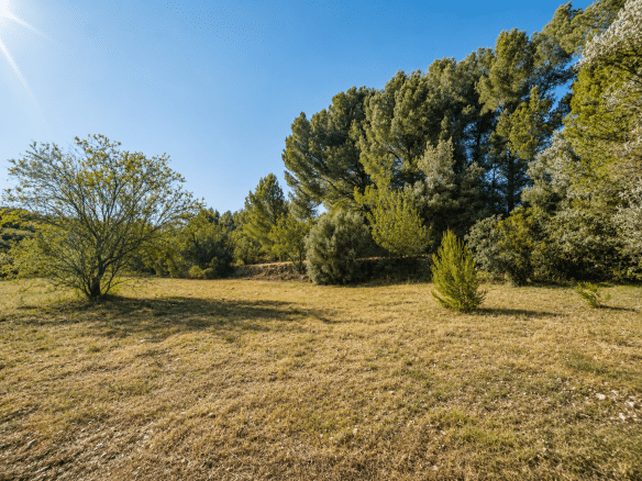 Vue dégagée d'un terrain arboré avec des pins et des buissons, ensoleillé.