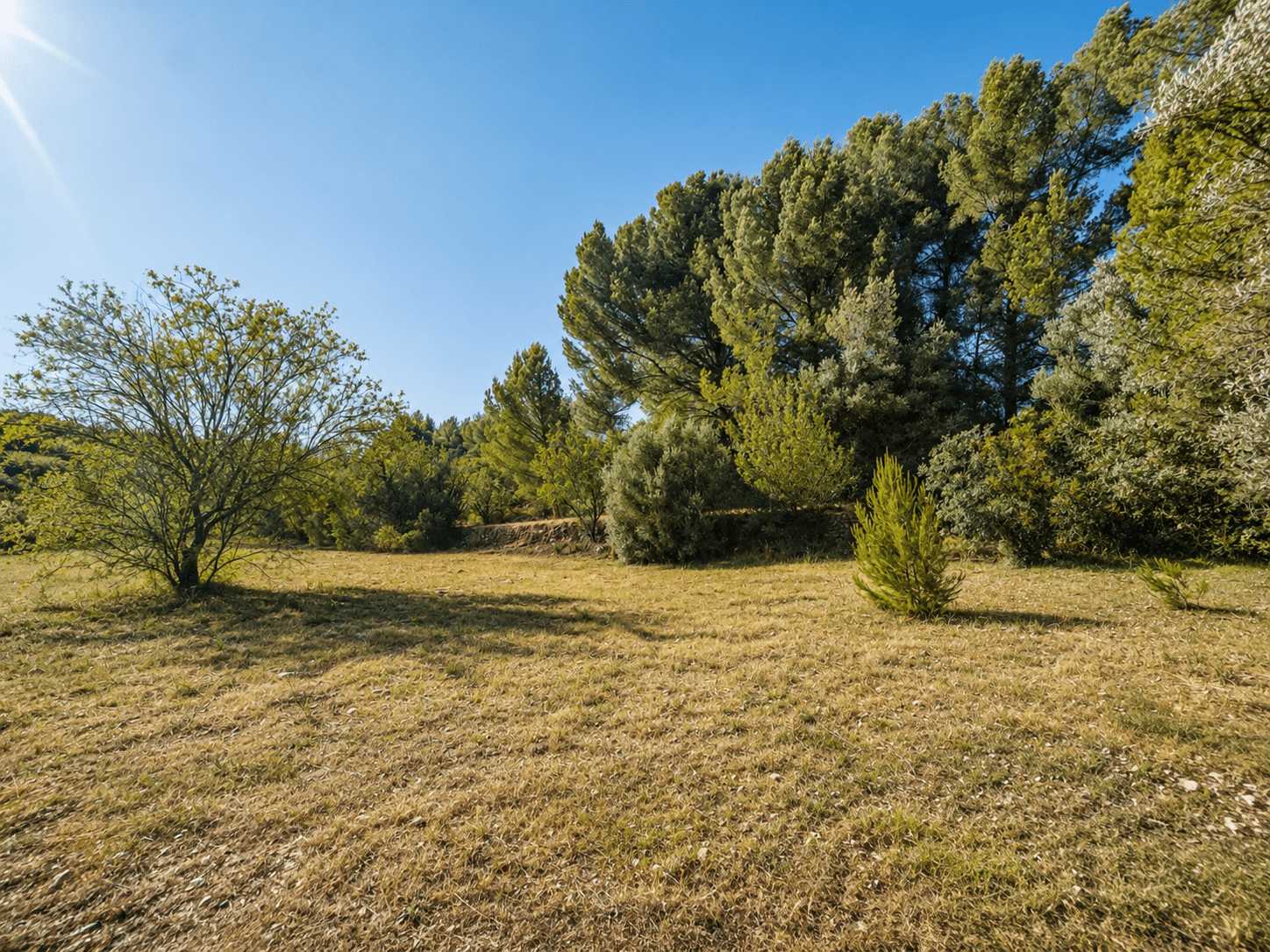 Vue dégagée d'un terrain arboré avec des pins et des buissons, ensoleillé.