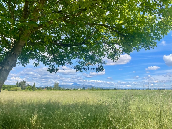 Vue d'un parc arboré avec un arbre au premier plan et des montagnes en arrière-plan, Provence.