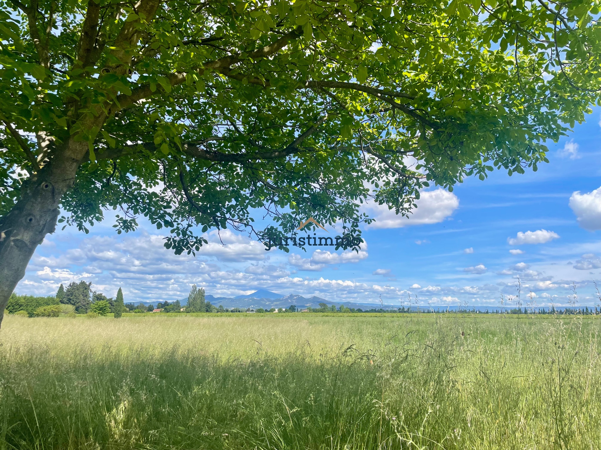 Vue d'un parc arboré avec un arbre au premier plan et des montagnes en arrière-plan, Provence.