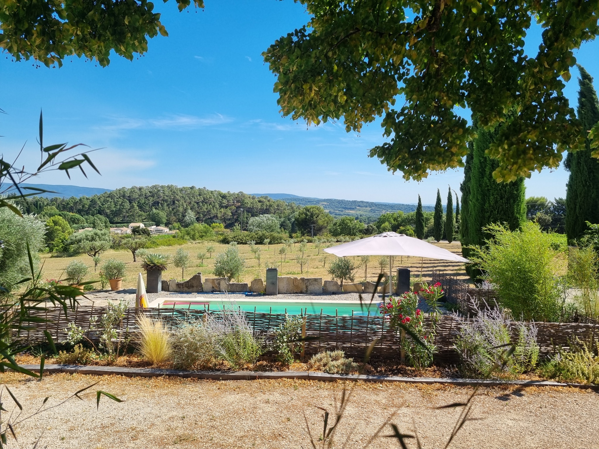 Vue sur une piscine entourée de verdure et d'oliviers à Bédoin.