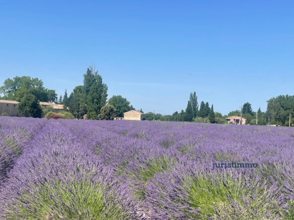 Lavender fields in Provence with trees and buildings in the background.
