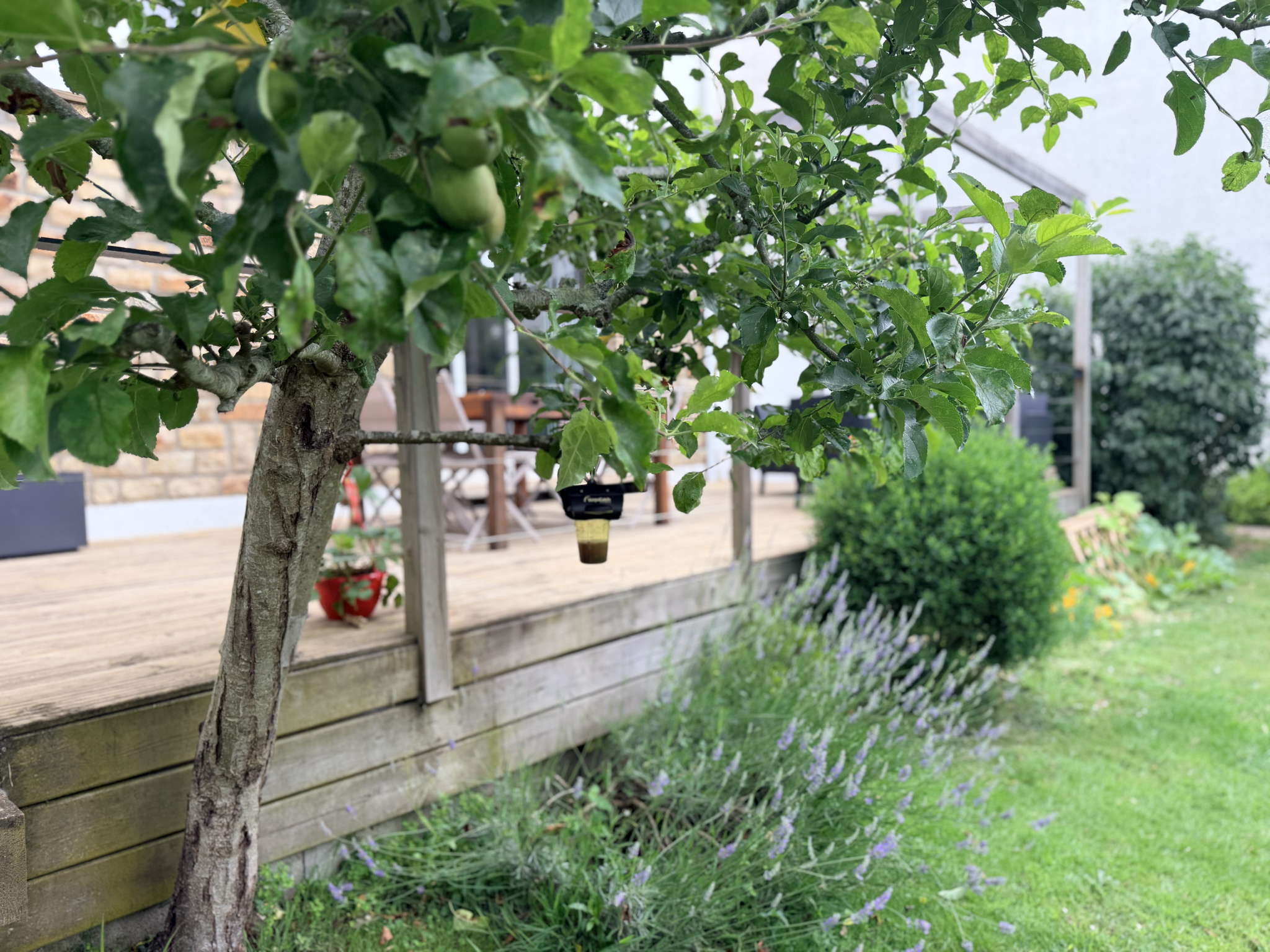 Un jardin avec un arbre fruitier et une terrasse en bois, entouré de plantes et de fleurs.