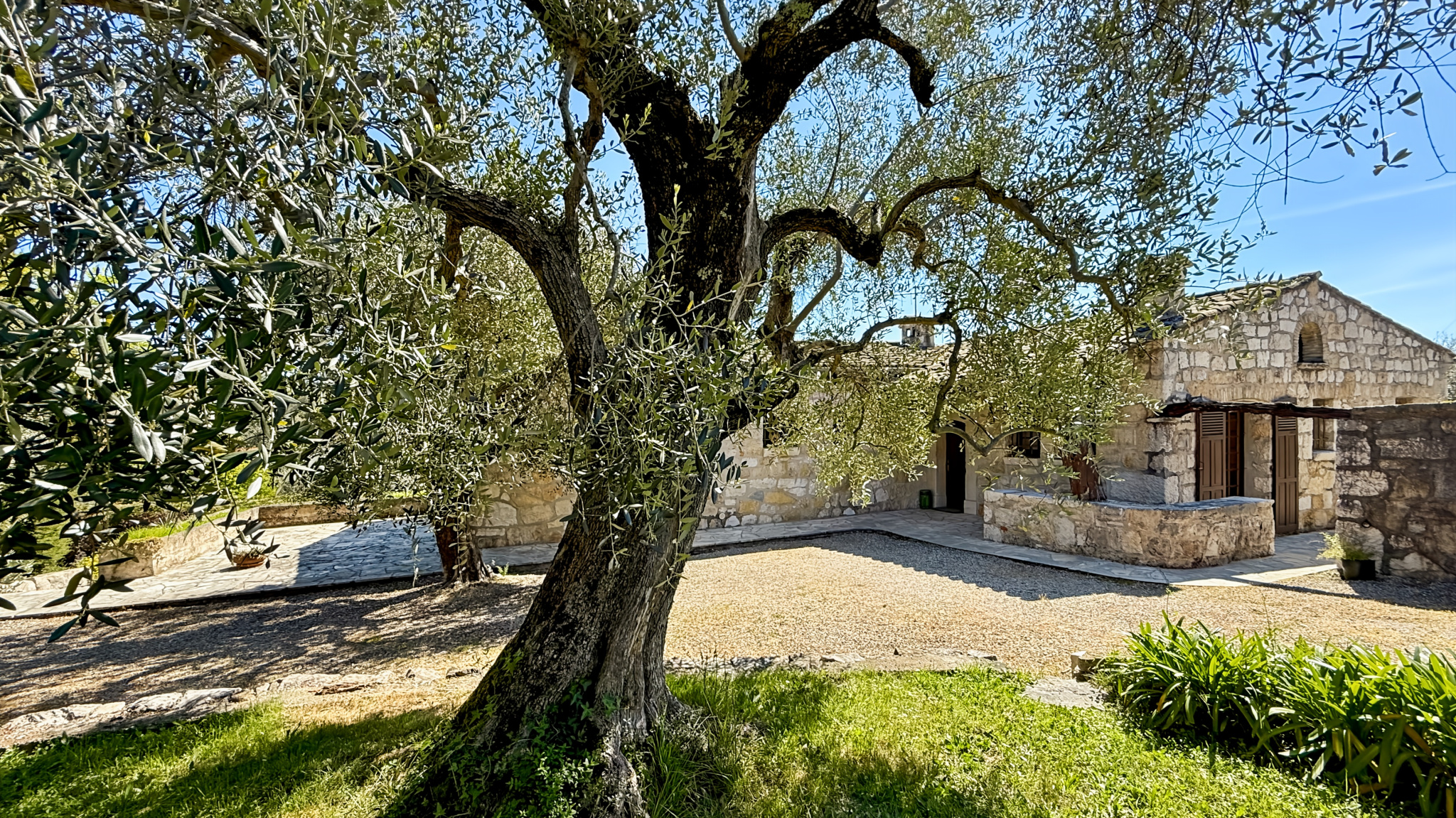 Stone property with an olive tree in the garden, Tourrettes-sur-Loup.