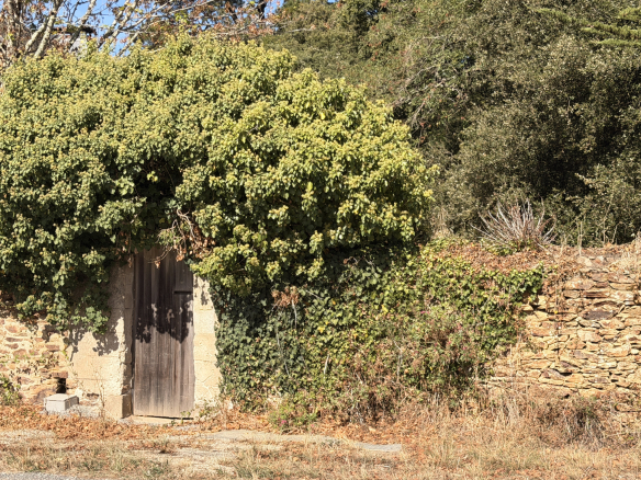Entrance to a long farmhouse with a wooden door, surrounded by vegetation and stone walls.