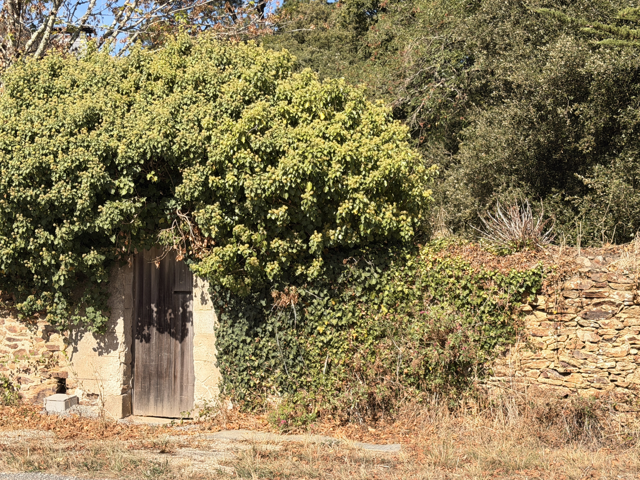 Entrance to a longhouse in Sarzeau Entrance to a long farmhouse with a wooden door, surrounded by vegetation and stone walls.