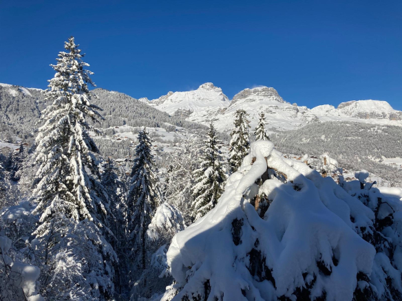 Vue panoramique sur le Mont-Blanc avec des sapins enneigés au premier plan.