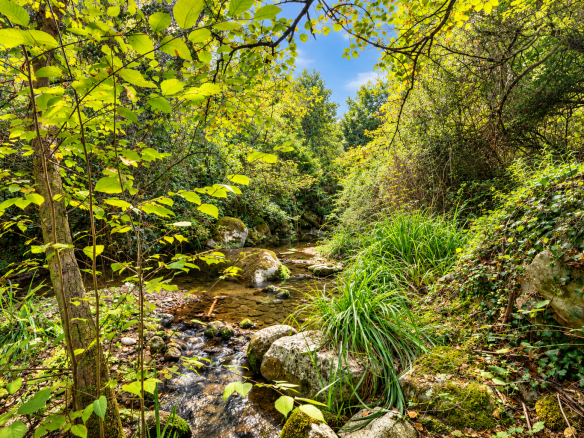 Rivière entourée de végétation luxuriante à Saint-Jeannet.