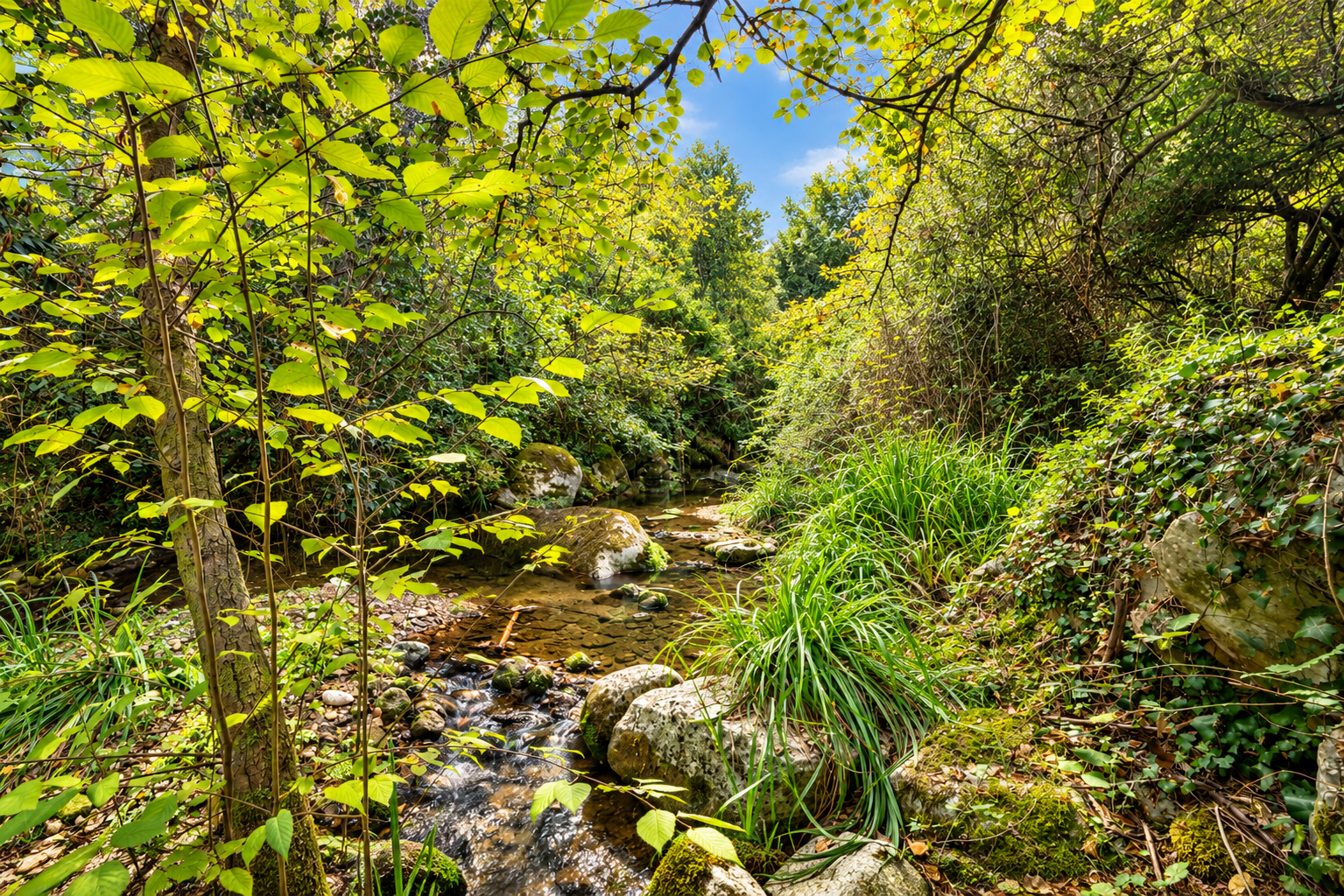 Rivière à Saint-Jeannet Rivière entourée de végétation luxuriante à Saint-Jeannet.