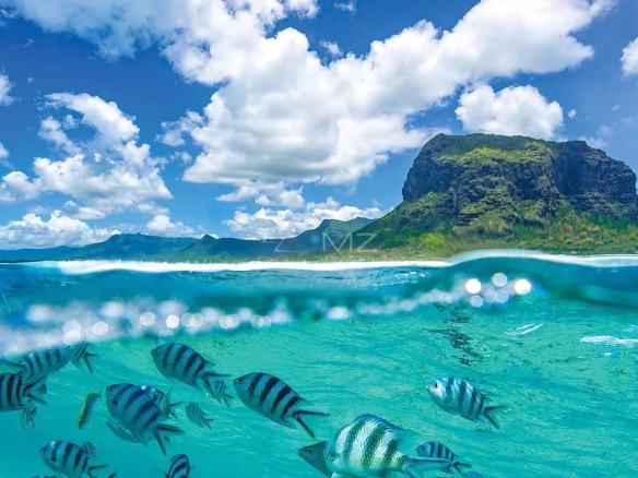 Vue sous-marine avec des poissons rayés et un paysage côtier à Rivière Noire, île Maurice.