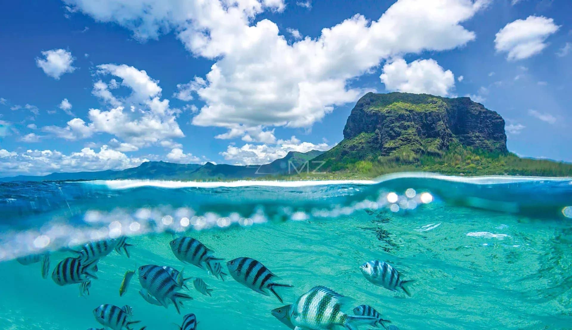 Vue sous-marine avec des poissons rayés et un paysage côtier à Rivière Noire, île Maurice.
