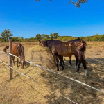 Equestrian property for sale in Ménesplet | €672,000 | 28 ha