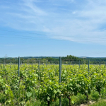 Bordeaux wine property sale | € 2,350,000 | 67 ha
