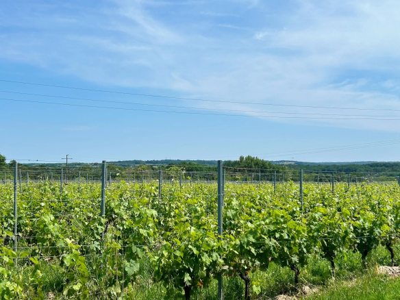 Bordeaux wine property sale | € 2,350,000 | 67 ha