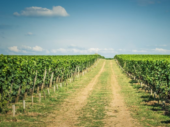 Propriété – Saint-Émilion – 300m²