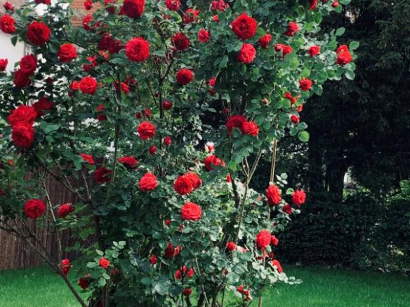 Red rose bush with numerous blooms climbing a support in a green garden lawn