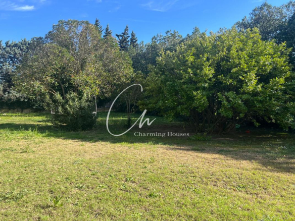 Sunny backyard with two large trees and a grassy clearing, dense shrubs in the background.