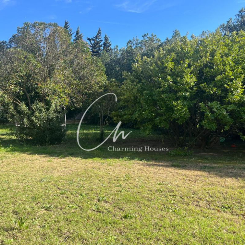 Sunny backyard with two large trees and a grassy clearing, dense shrubs in the background.