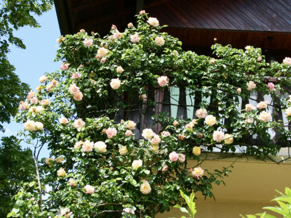 Balcony of a chalet in Grilly with roses in bloom