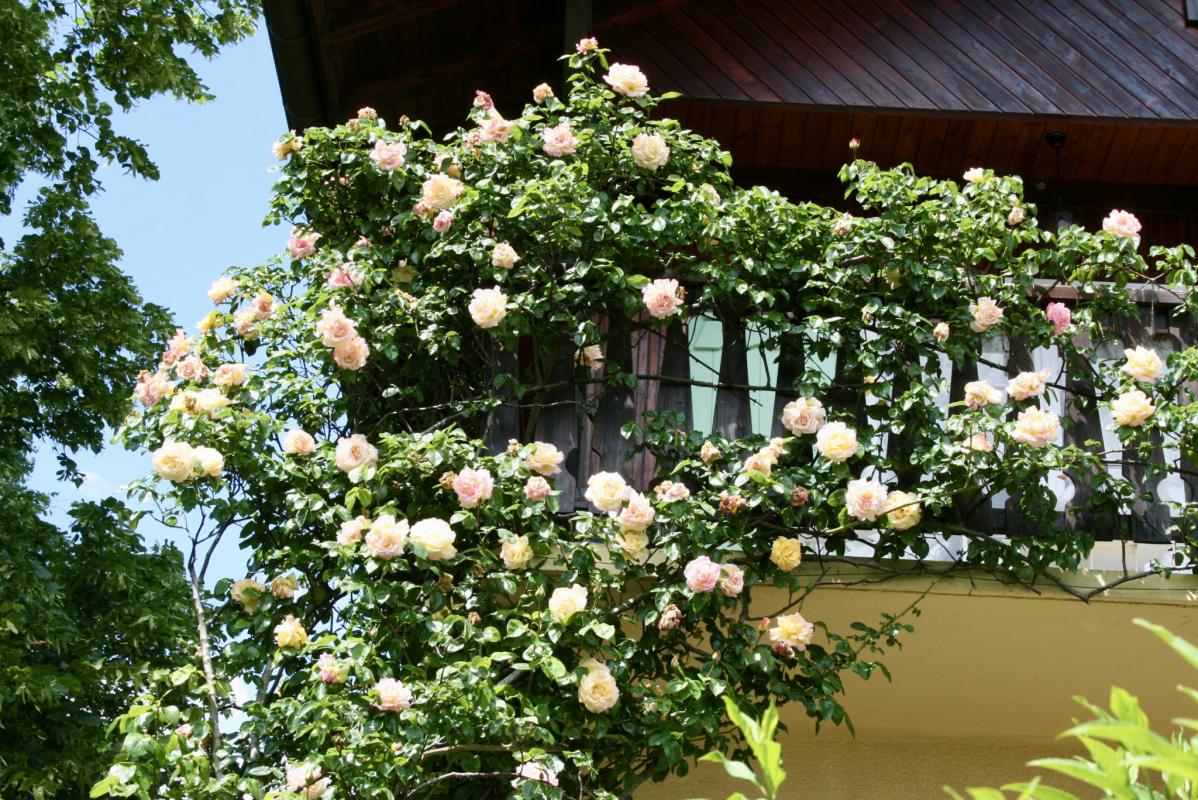 Flower-filled balcony of the chalet in Grilly Balcony of a chalet in Grilly with roses in bloom