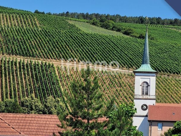Vue sur des vignes et une église dans un paysage vallonné à Barr.