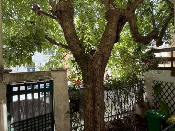 A centuries-old ash tree in a courtyard, with an iron gate and stone walls.