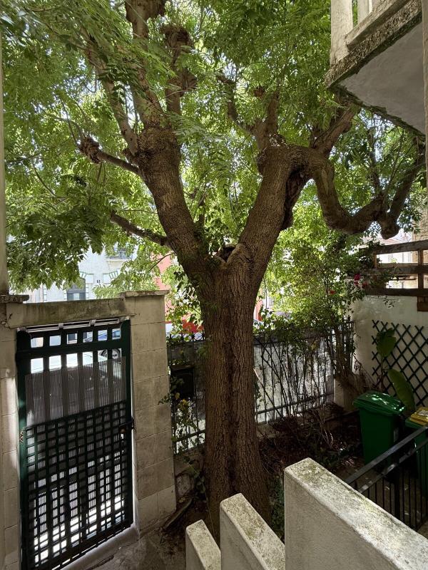 A hundred-year-old ash tree in a courtyard A centuries-old ash tree in a courtyard, with an iron gate and stone walls.