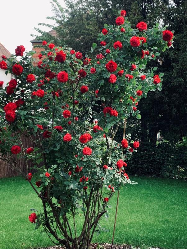 Rosier en fleurs Un rosier en fleurs avec des roses rouges dans un jardin verdoyant.