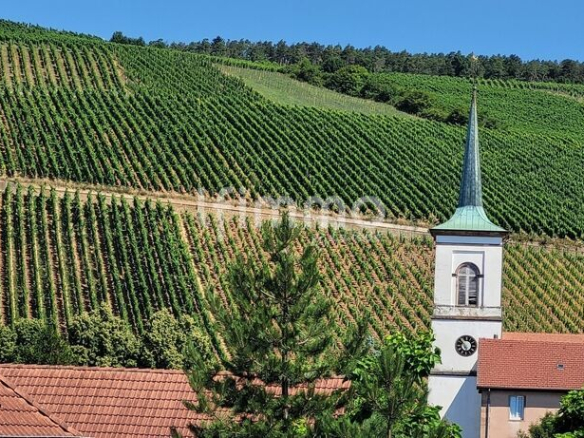 Vue sur des vignes et un clocher dans un paysage verdoyant à Barr.