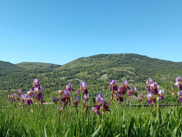 Vue de fleurs violettes au premier plan avec des collines verdoyantes en arrière-plan sous un ciel bleu.