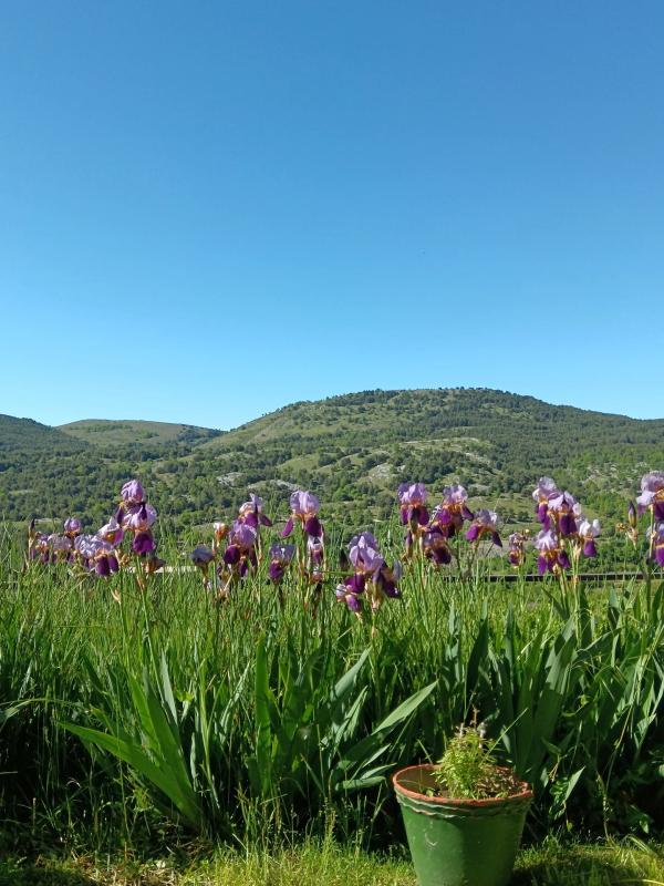 Vue de Coursegoules avec fleurs Vue de fleurs violettes au premier plan avec des collines verdoyantes en arrière-plan sous un ciel bleu.