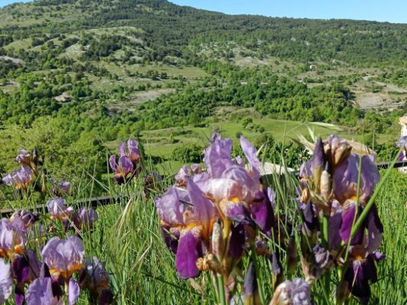 Fleurs violettes dans un champ avec des collines verdoyantes en arrière-plan.