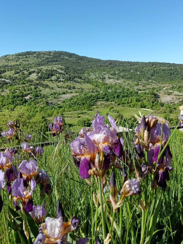 Champ de fleurs à Coursegoules Fleurs violettes dans un champ avec des collines verdoyantes en arrière-plan.