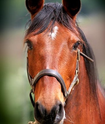 Vente Confidentielle – Grand Propriété Equestre avec Ecuries