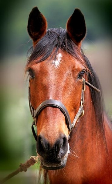 Maison exceptionnelle sur les bords de la Rivière – 47220 As