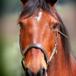 Confidential Sale – Large Equestrian Property with Stables