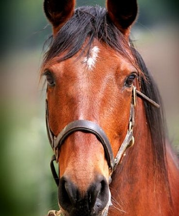Vente Confidentielle – Grand Propriété Equestre avec Ecuries