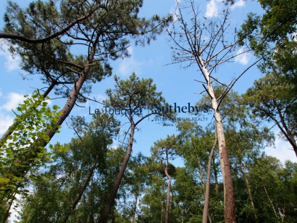 Tall pine trees reach toward a blue sky with scattered clouds from a ground-level perspective, forming a forest canopy.