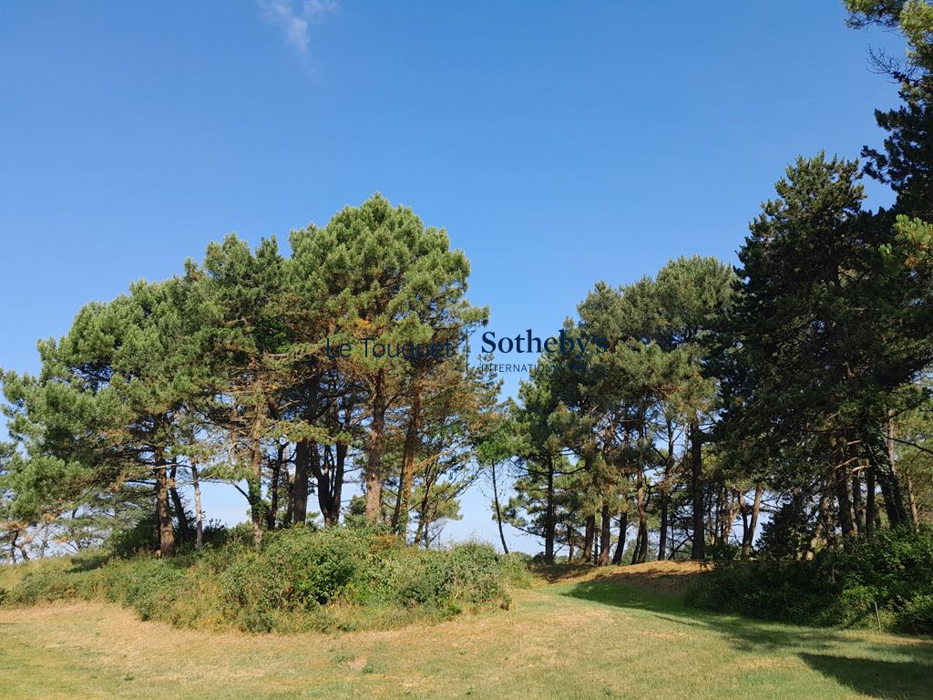 Dunes and maritime pines at Le Touquet-Paris-Plage under a blue sky.
