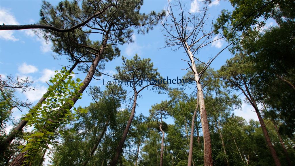 Terrain boisé de 2100 m² au Touquet Vue des arbres dans un terrain boisé de 2100 m² au Touquet-Paris-Plage.